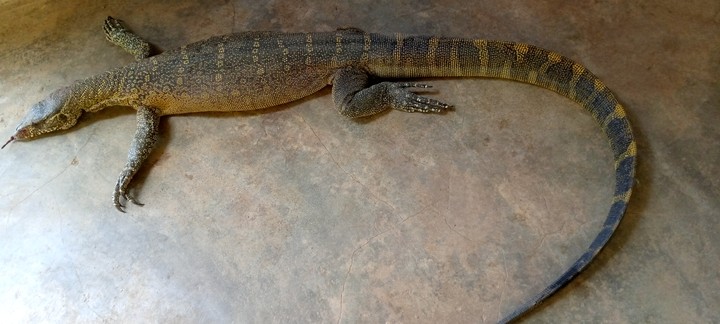 Nigerians eating Lizard meats as protein source