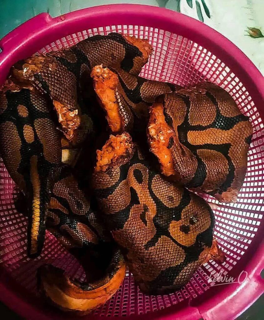 Nigerians eating Snake meats as protein source