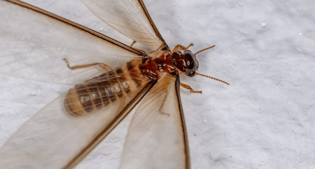 Winged Termites as protein source for meats