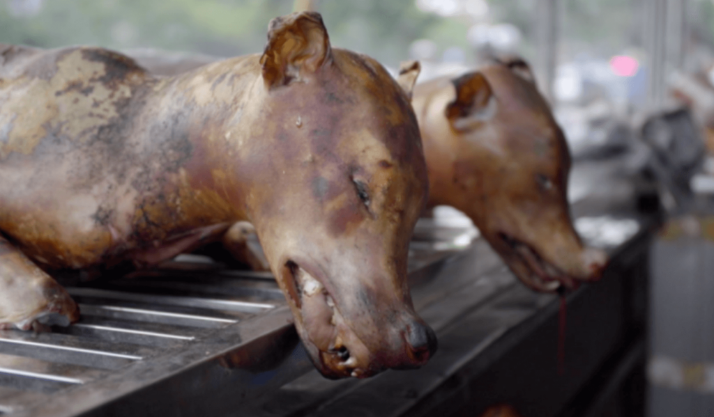 Nigerians eating Dog meats as protein source