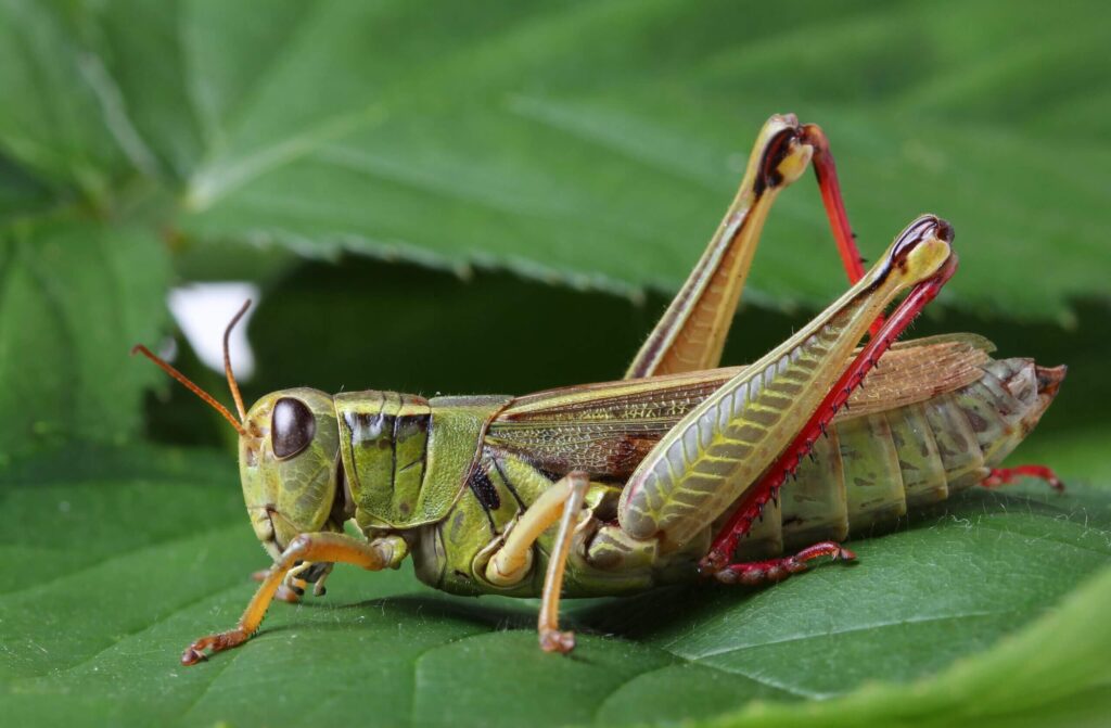 Grasshopper as protein source for meats